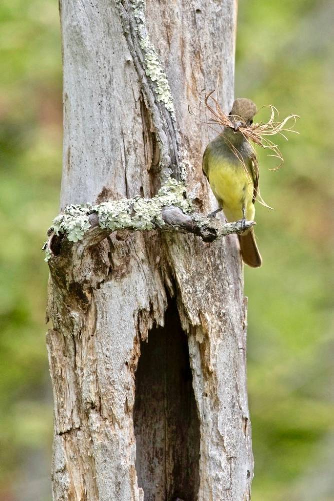 Great Crested Flycatcher, Myiarchus crinitus (Linnaeus, 1758) by Misenus1 is licensed under CC BY-NC-SA 2.0